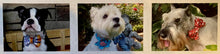 Load image into Gallery viewer, Bow/Bowtie for Dog Collar