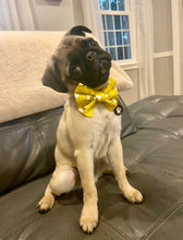 Load image into Gallery viewer, Bow/Bowtie for Dog Collar