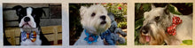 Load image into Gallery viewer, Bow/Bowtie for Dog Collar
